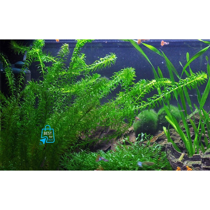 Picture of Elodea canadensis Densa Live Aquarium Plant – 3 or 6 Bare Stems, Requires Soil