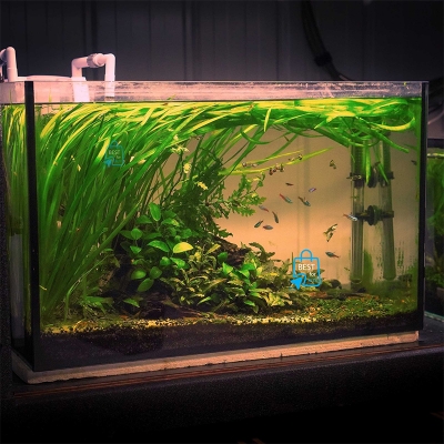 Picture of Jungle Vallisneria (Vallisneria americana) Live Aquarium Plant – 3 Bare Plants, Requires Soil