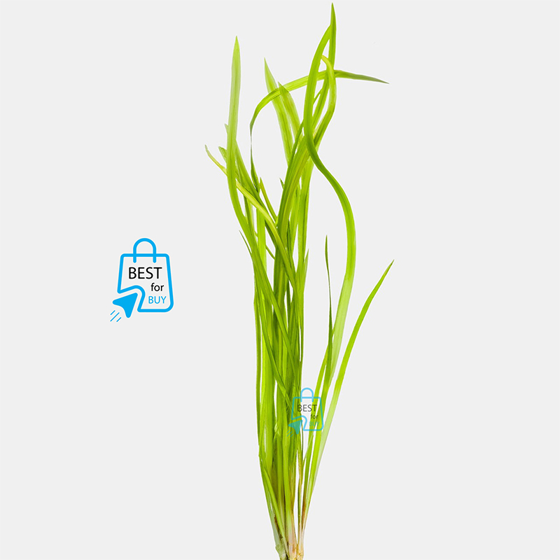 Picture of Jungle Vallisneria (Vallisneria americana) Live Aquarium Plant – 3 Bare Plants, Requires Soil