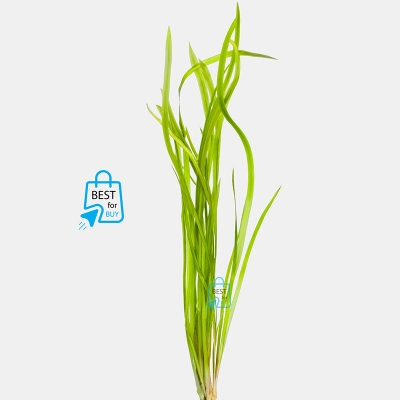 Picture of Jungle Vallisneria (Vallisneria americana) Live Aquarium Plant – 3 Bare Plants, Requires Soil