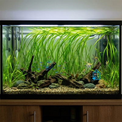 Picture of Jungle Vallisneria (Vallisneria americana) Live Aquarium Plant – 3 Bare Plants, Requires Soil