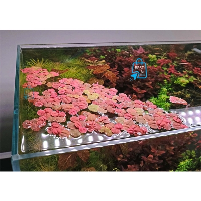 Picture of Red Root Floaters Live Floating Aquarium Plant – 3 Plants, Red & Green Leaves-3 pich