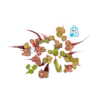 Picture of Red Root Floaters Live Floating Aquarium Plant – 3 Plants, Red & Green Leaves-3 pich