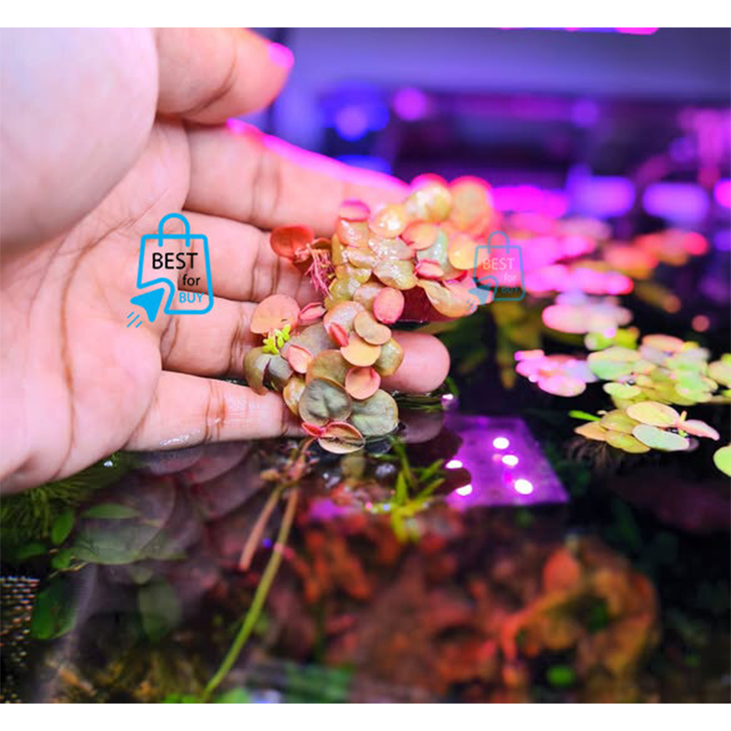 Picture of Red Root Floaters Live Floating Aquarium Plant – 3 Plants, Red & Green Leaves-3 pich