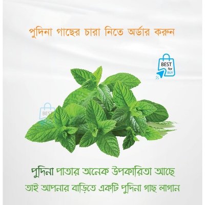Picture of Mint Live Plant (Pudina) – 1 Ready Pot