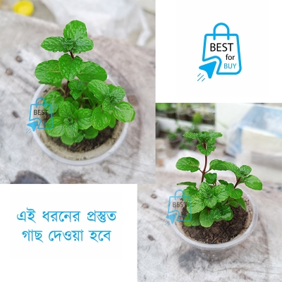 Picture of Mint Live Plant (Pudina) – 1 Ready Pot