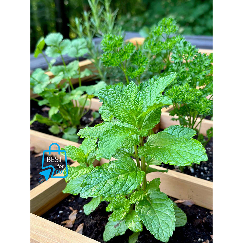 Picture of Mint Live Plant (Pudina) – 1 Ready Pot