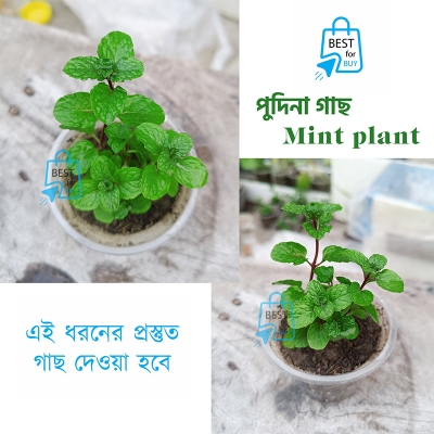 Picture of Mint Seedling Live Plant (Pudina) – 1 Ready Pot