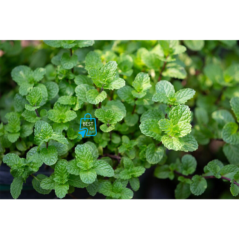 Picture of Mint Seedling Live Plant (Pudina) – 1 Ready Pot