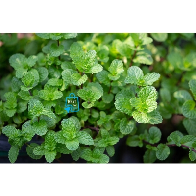 Picture of Mint Seedling Live Plant (Pudina) – 1 Ready Pot