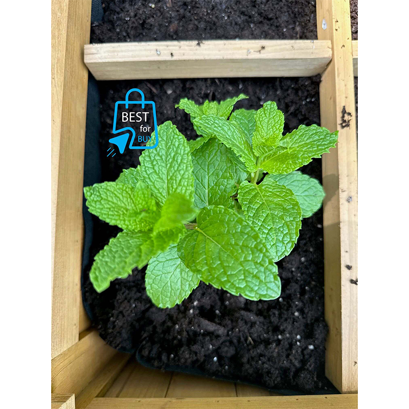 Picture of Mint Seedling Live Plant (Pudina) – 1 Ready Pot
