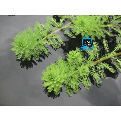 Picture of Parrot Feather (Myriophyllum aquaticum) Live Aquarium Plant – 2 Stems-2 stem