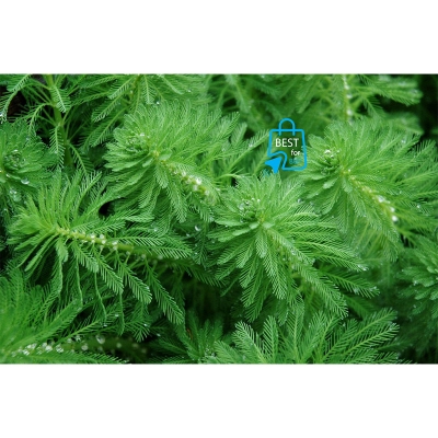 Picture of Parrot Feather (Myriophyllum aquaticum) Live Aquarium Plant – 2 Stems-2 stem