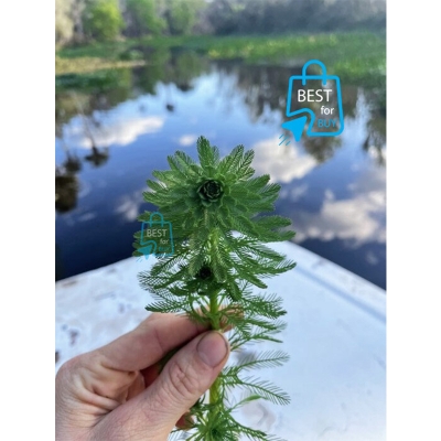 Picture of Parrot Feather (Myriophyllum aquaticum) Live Aquarium Plant – 2 Stems-2 stem