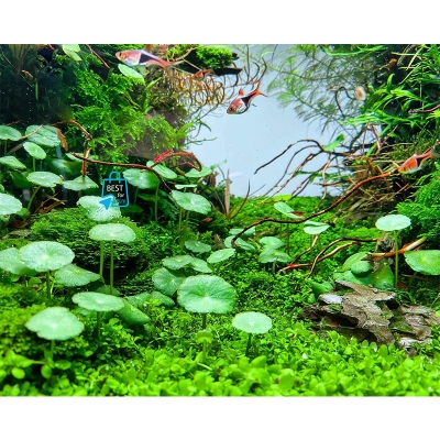 Picture of Pennywort Live Aquarium Plant – 1 Ready Pot