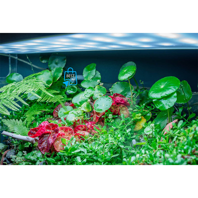 Picture of Pennywort Live Aquarium Plant – 1 Ready Pot
