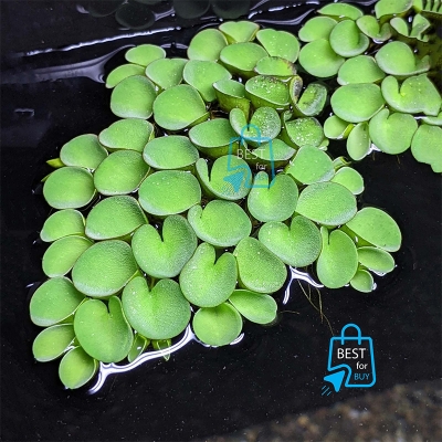 Picture of Salvinia cucullata Live Floating Aquarium Plant – 3 Plants