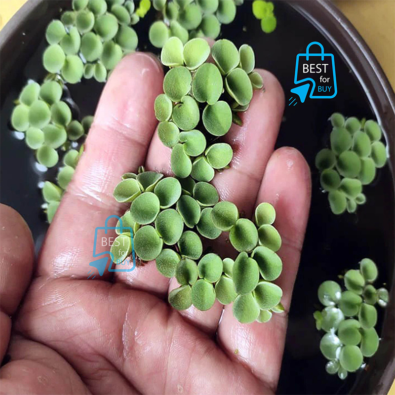 Picture of Salvinia cucullata Live Floating Aquarium Plant – 3 Plants
