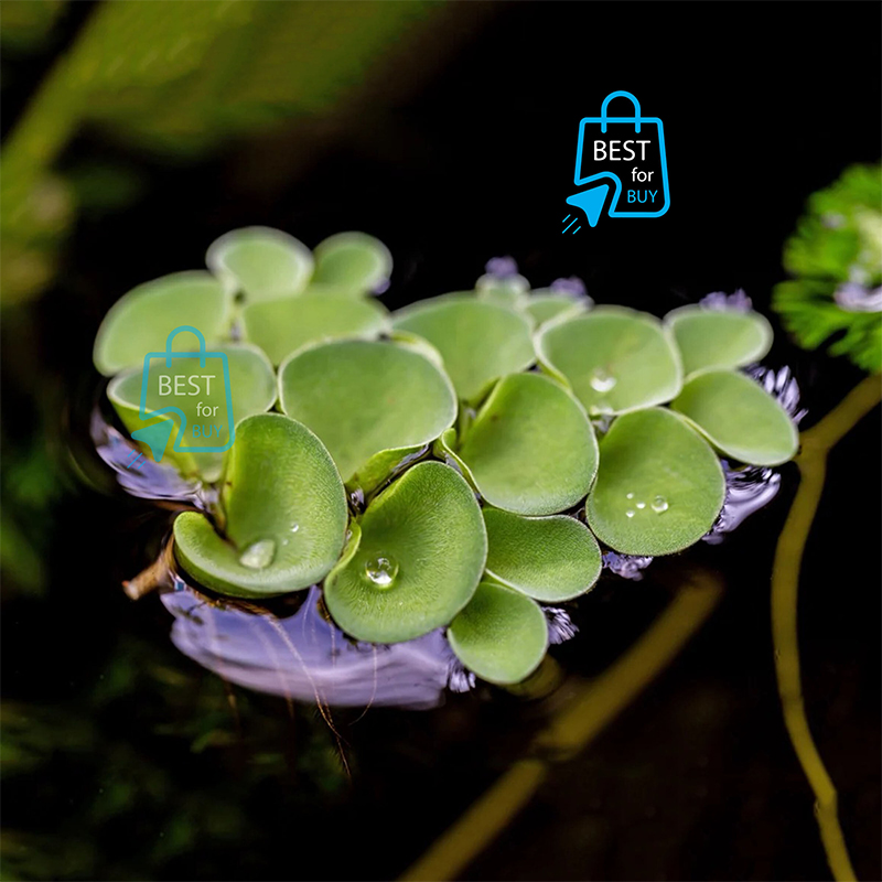 Picture of Salvinia cucullata Live Floating Aquarium Plant – 3 Plants