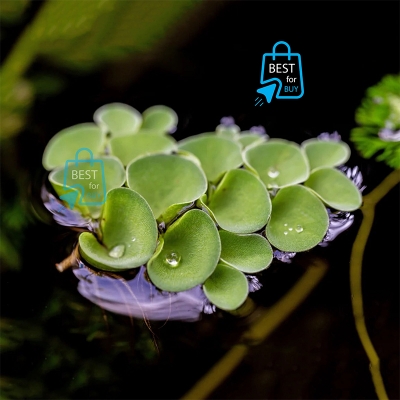 Picture of Salvinia cucullata Live Floating Aquarium Plant – 3 Plants