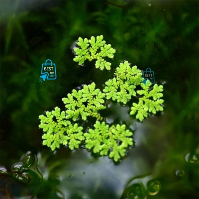 Picture of Azolla Live Floating Aquarium Plant – 10 Plants