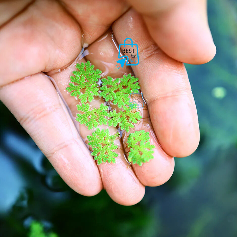 Picture of Azolla Live Floating Aquarium Plant – 10 Plants