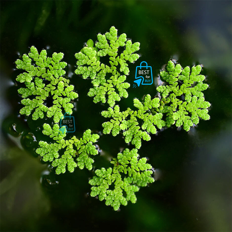 Picture of Azolla Live Floating Aquarium Plant – 10 Plants