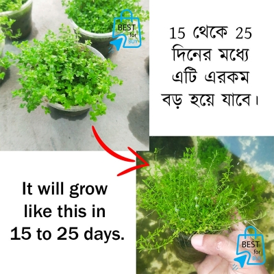 Picture of Micra Live Aquarium Plant – 1 Ready Pot