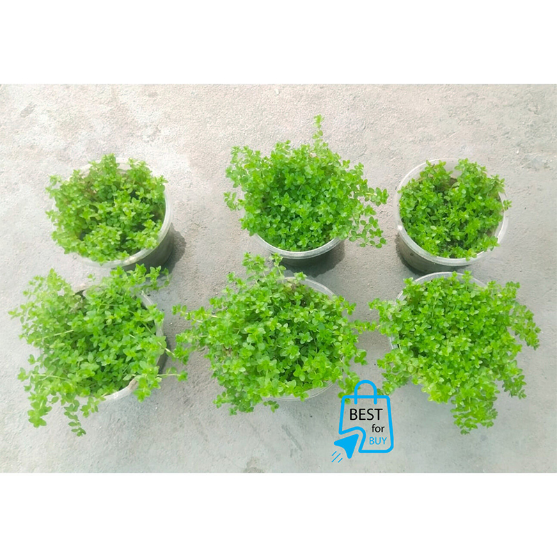Picture of Micra Live Aquarium Plant – 1 Ready Pot