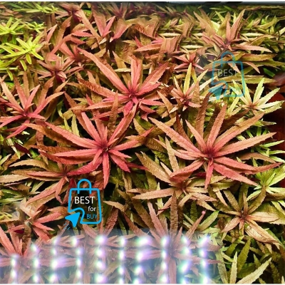 Picture of Limnophila Aromatica Mini Live Aquarium Plant – 3 Bare Stems, Requires Soil