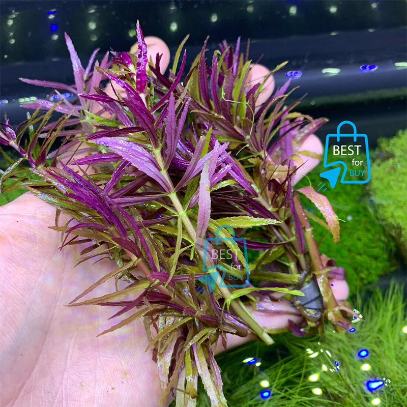 Picture of Limnophila Aromatica Mini Live Aquarium Plant – 3 Bare Stems, Requires Soil