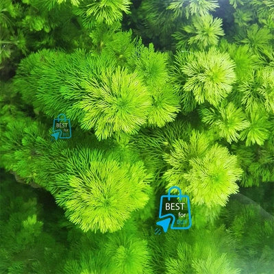 Picture of Ambulia Live Aquarium Plant – 3 Bare Stems, Requires Soil(Grren)