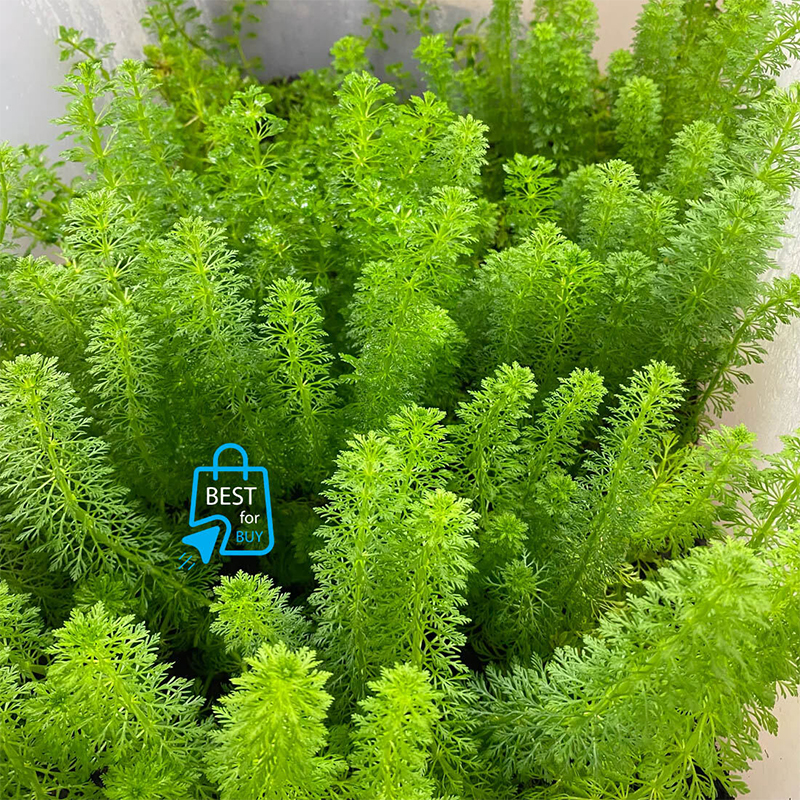 Picture of Ambulia Live Aquarium Plant – 3 Bare Stems, Requires Soil(Grren)
