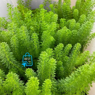 Picture of Ambulia Live Aquarium Plant – 3 Bare Stems, Requires Soil(Grren)