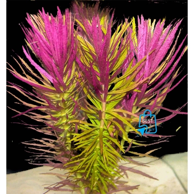 Picture of Pogostemon stellatus Live Aquarium Plant – 2 Bare Stems, Requires Soil