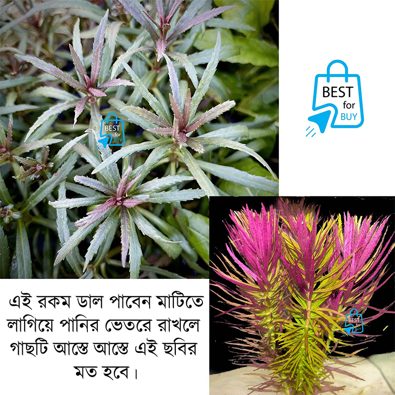 Picture of Pogostemon stellatus Live Aquarium Plant – 2 Bare Stems, Requires Soil