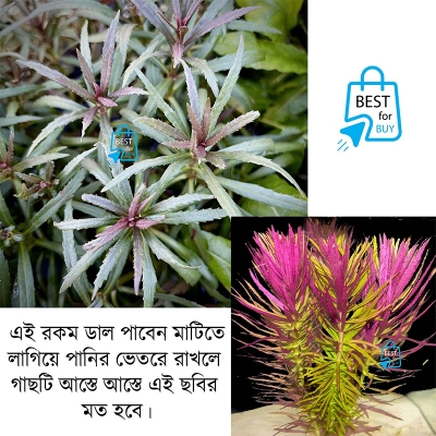 Picture of Pogostemon stellatus Live Aquarium Plant – 2 Bare Stems, Requires Soil