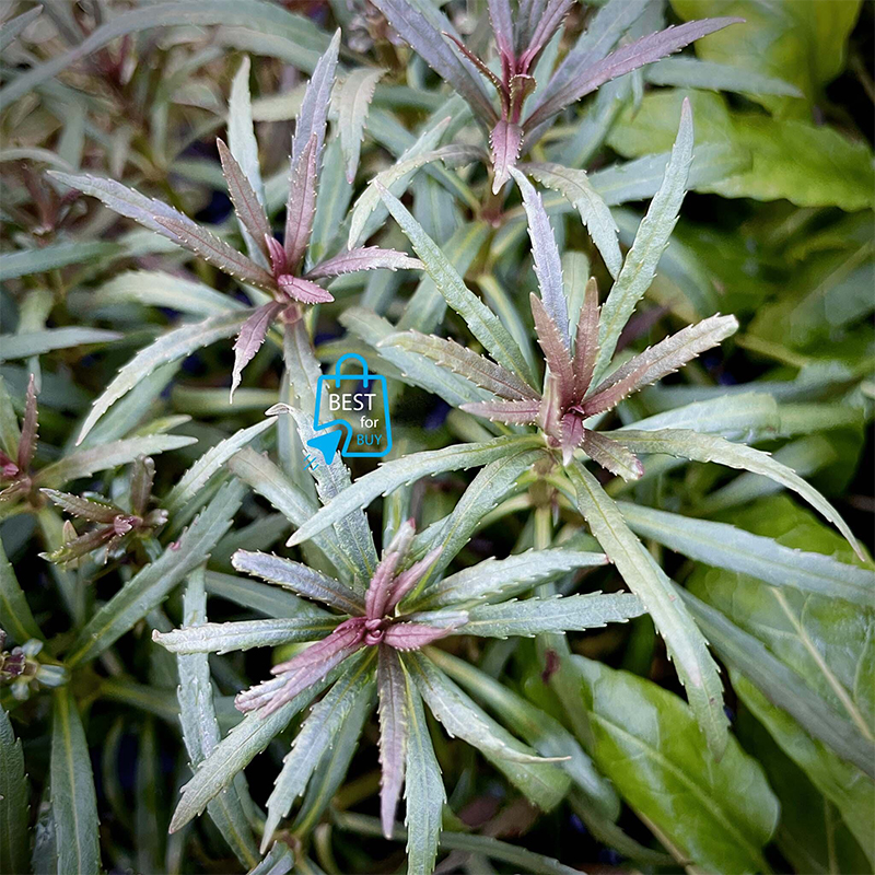 Picture of Pogostemon stellatus Live Aquarium Plant – 2 Bare Stems, Requires Soil