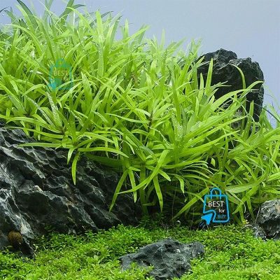 Picture of Stargrass (Heteranthera zosterifolia) Live Aquarium Plant – 3 Bare Stems, Requires Soil