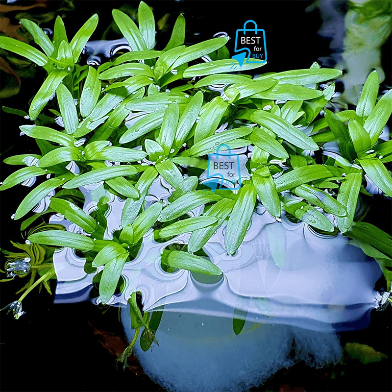 Picture of Stargrass (Heteranthera zosterifolia) Live Aquarium Plant – 3 Bare Stems, Requires Soil