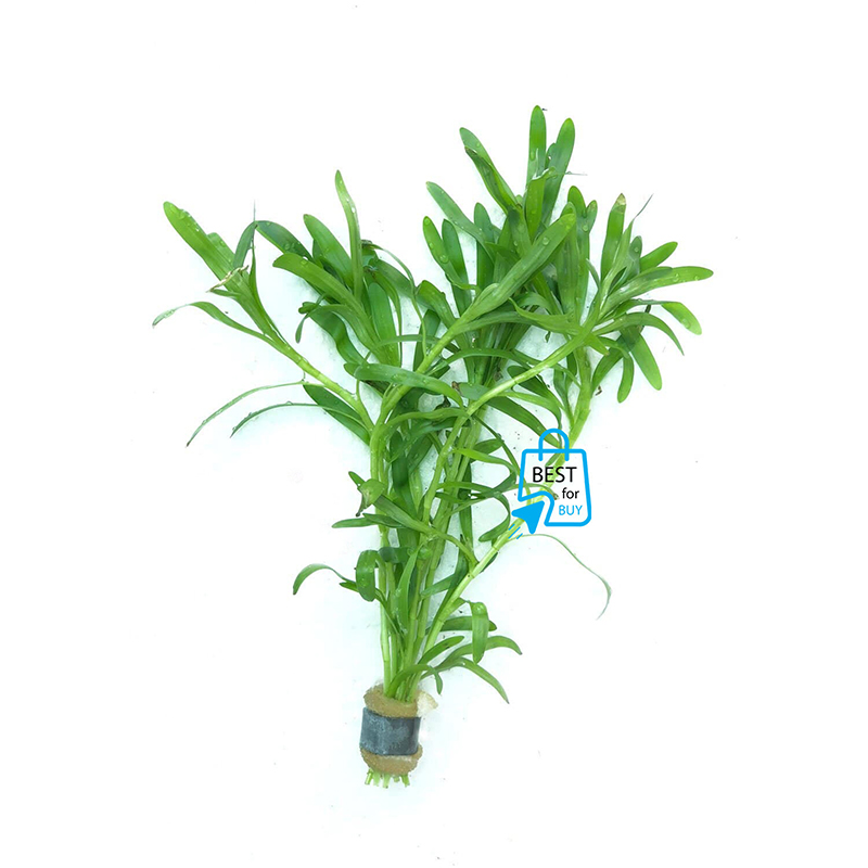 Picture of Stargrass (Heteranthera zosterifolia) Live Aquarium Plant – 3 Bare Stems, Requires Soil