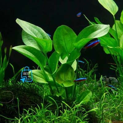 Picture of Echinodorus cordifolius Live Aquarium Plant – Easy-Care Aquatic Plant