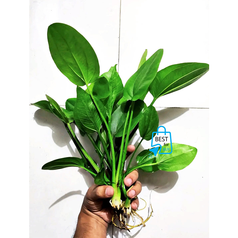 Picture of Echinodorus cordifolius Live Aquarium Plant – Easy-Care Aquatic Plant