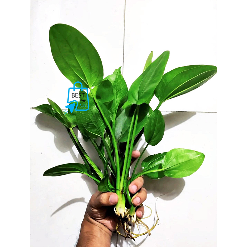 Picture of Echinodorus cordifolius Live Aquarium Plant – Easy-Care Aquatic Plant