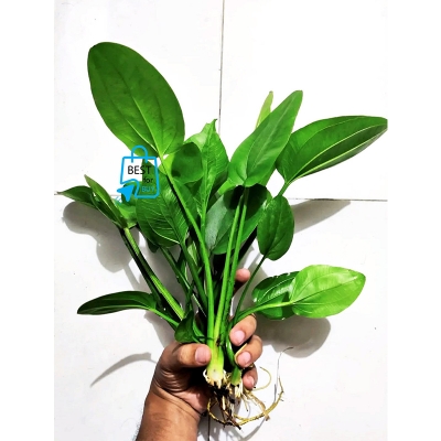 Picture of Echinodorus cordifolius Live Aquarium Plant – Easy-Care Aquatic Plant