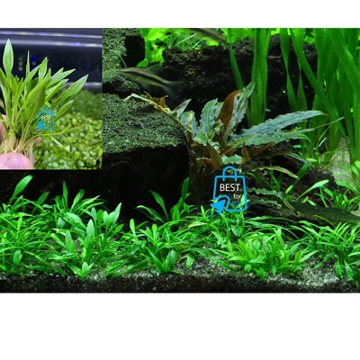 Picture of Cryptocoryne parva Live Aquarium Plant – Easy-Care Aquatic Plant