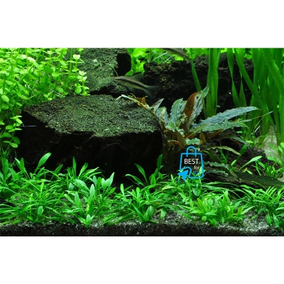 Picture of Cryptocoryne parva Live Aquarium Plant – Easy-Care Aquatic Plant