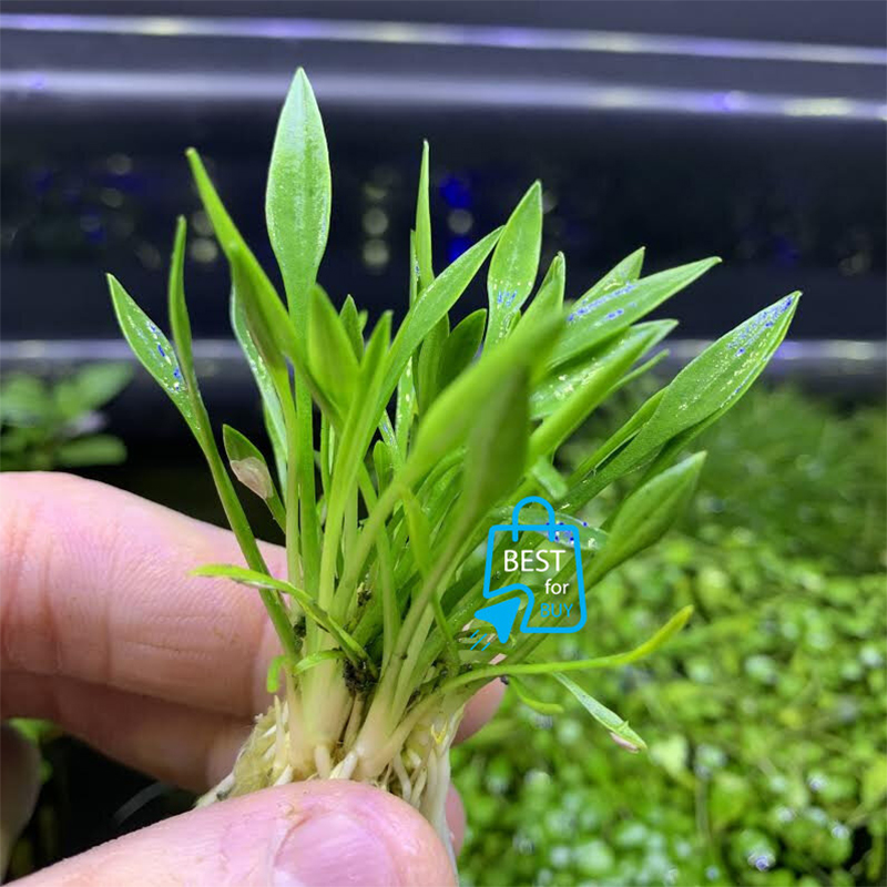 Picture of Cryptocoryne parva Live Aquarium Plant – Easy-Care Aquatic Plant
