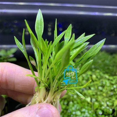 Picture of Cryptocoryne parva Live Aquarium Plant – Easy-Care Aquatic Plant