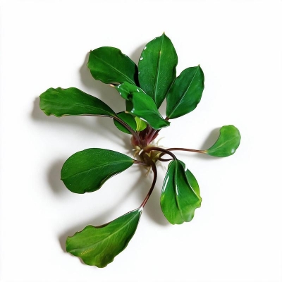 Picture of Bucephalandra Red Heart Live Aquarium Plant – No Soil Required; Attach to Rock or Bogwood